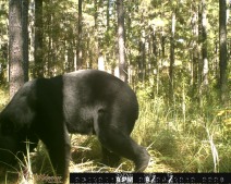 Bear in southern Arkansas