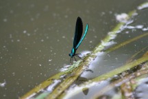 Damelfly