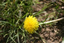 Dandelion