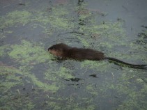 Muskrat