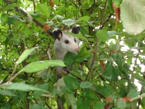 Possum